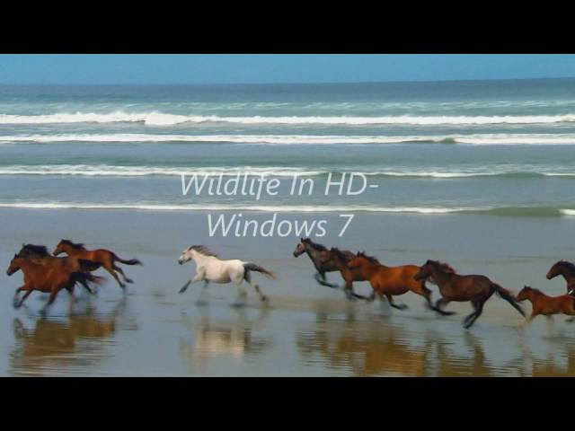 Wildlife In HD (Windows 7 Sample Video)